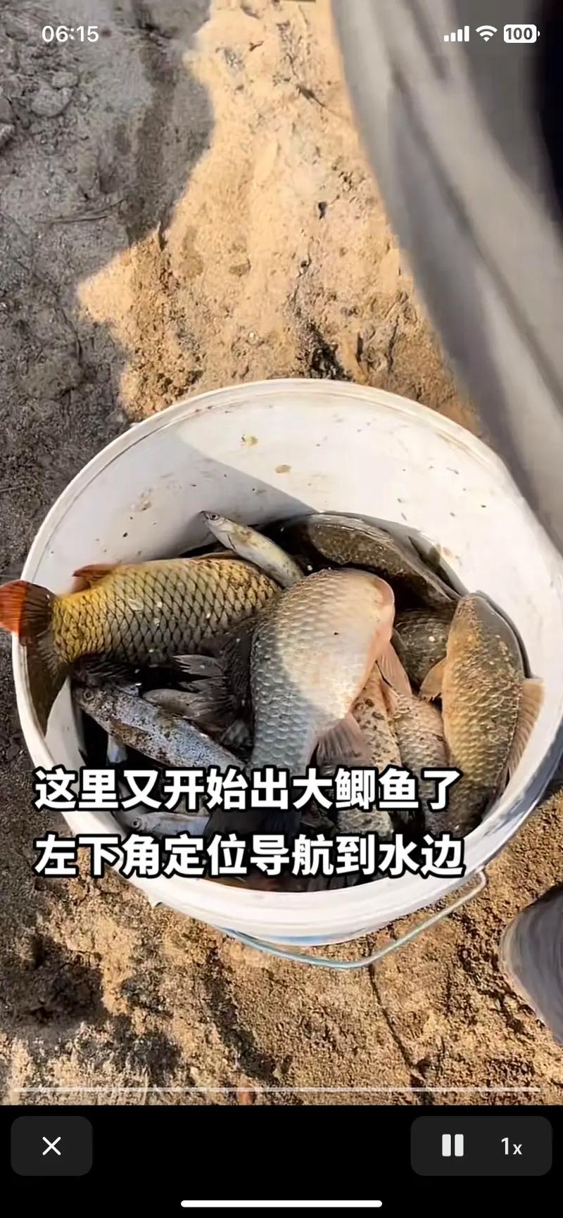 長竿掛蚯蚓草窩釣野生大鯽魚必看