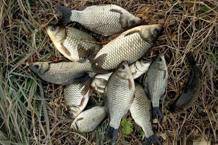 野釣蚯蚓好用嗎_蚯蚓野釣鯽魚用什么鉤_長竿掛蚯蚓草窩釣野生大鯽魚必看