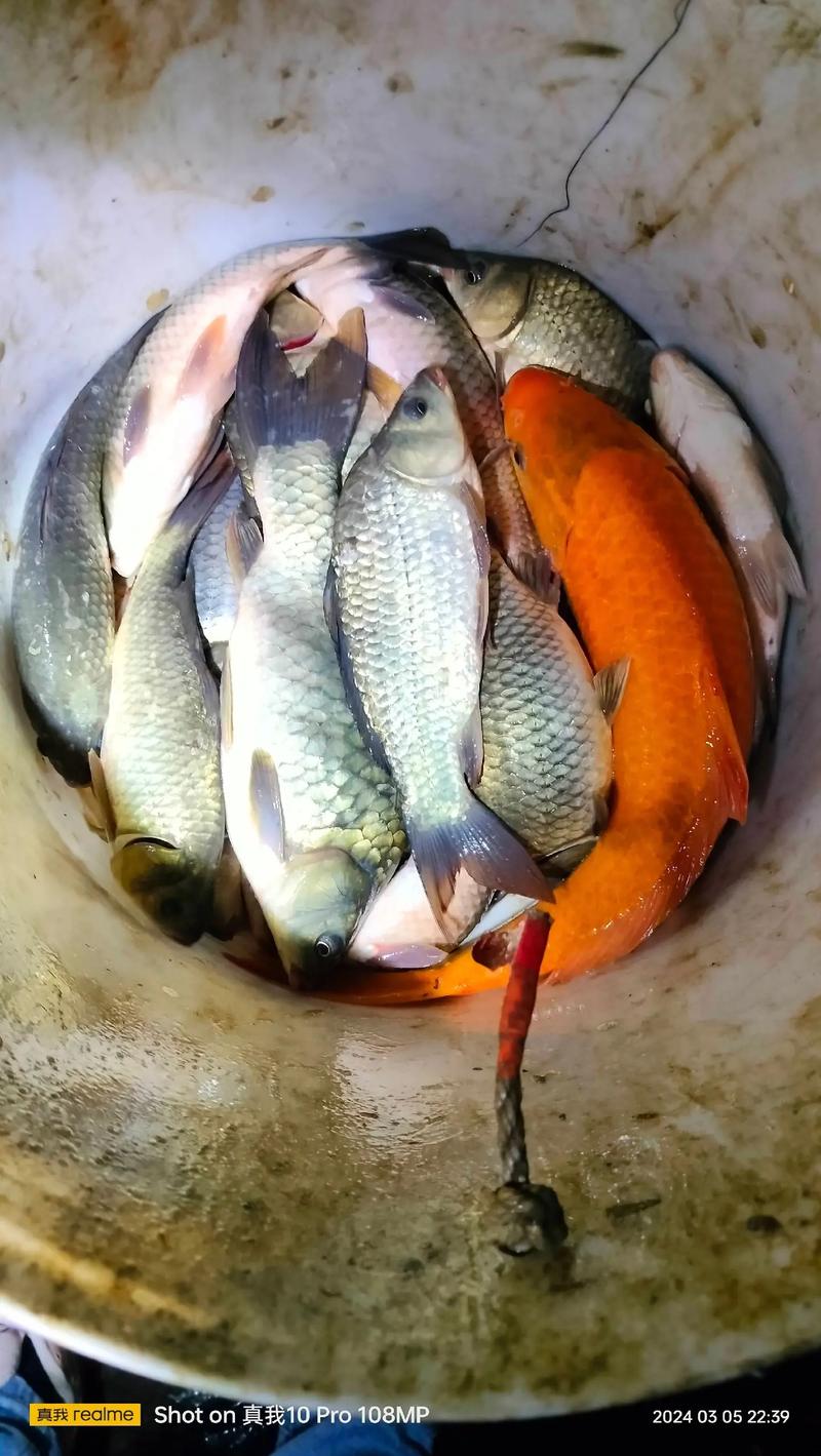 野釣老手20年秘辛：早上鯽魚就認這三個飯點