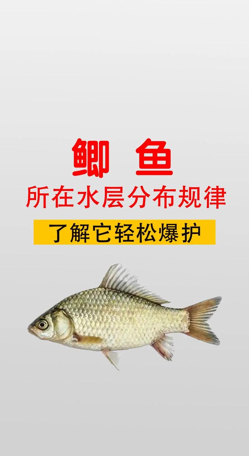 鯽魚早餐鋪釣魚技巧_野釣鯽魚最佳飯點_河流野釣鯽魚視頻
