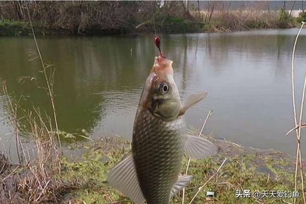 春季鯽魚釣魚技巧_春季大魚釣魚技巧_海釣釣組搭配圖解