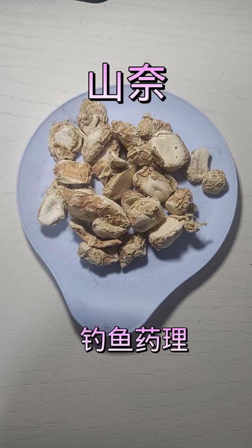 山奈餌料釣什么魚_山奈誘魚效果如何_山奈釣魚的原理