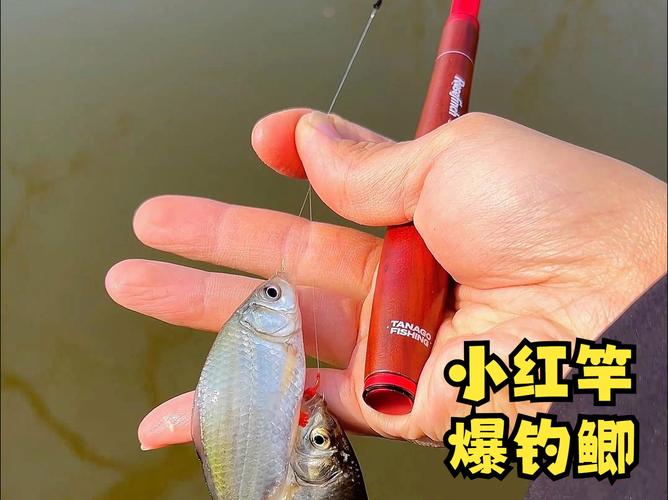 鯽魚蘸粉配方_野釣大鯽魚餌料配方_春季鯽魚釣法
