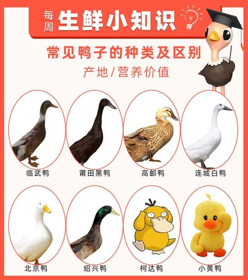 鴨子亞洲入口_鴨子亞洲入口_鴨子亞洲入口