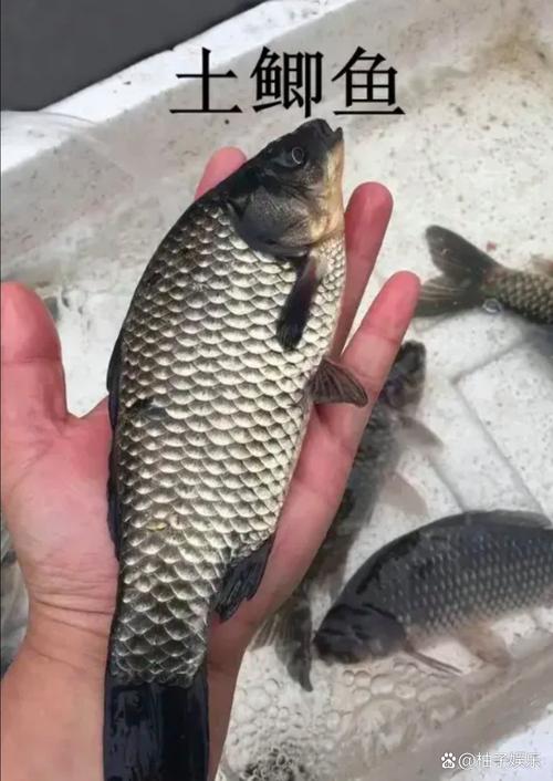 土鯽和工程鯽_這到底是工程鯽還是土鯽魚?_土鯽魚和工程鯽魚哪個好