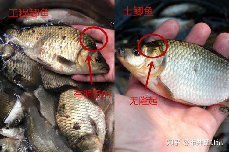 土鯽和工程鯽_土鯽魚和工程鯽魚哪個好_這到底是工程鯽還是土鯽魚?