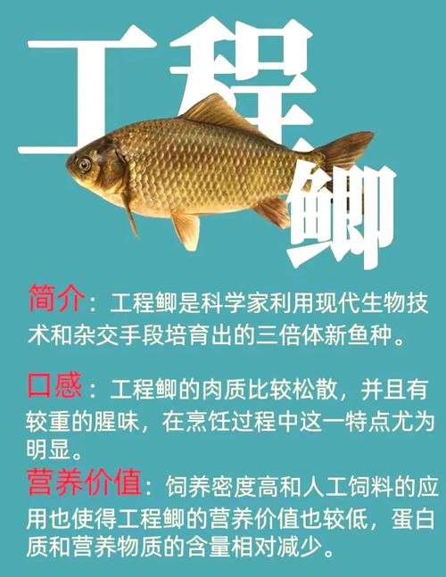 這到底是工程鯽還是土鯽魚?_土鯽魚和工程鯽魚哪個好_土鯽和工程鯽
