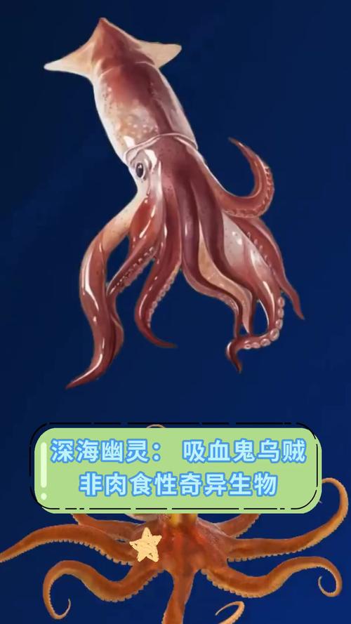 吸血烏賊圖片真實_吸血烏賊圖片_吸血烏賊圖片大全大圖