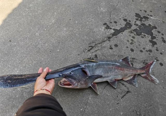 鴨嘴魚怎么釣_鴨嘴魚烹飪技巧_鴨嘴魚養殖方法