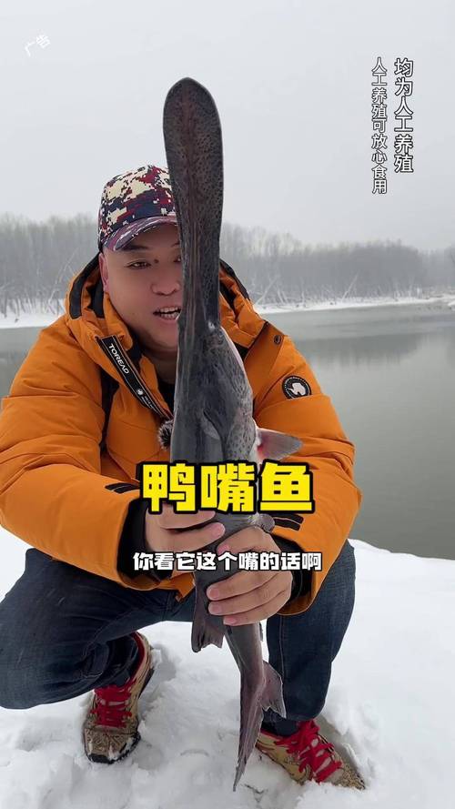 鴨嘴魚烹飪技巧_鴨嘴魚怎么釣_鴨嘴魚養殖方法