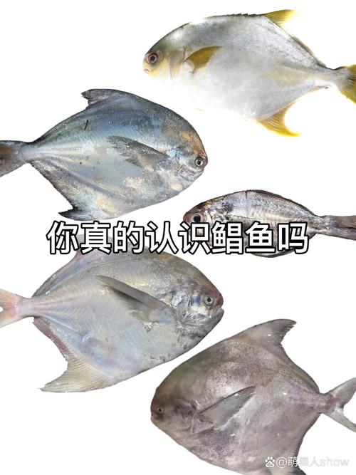 如何釣鴨嘴魚_鴨嘴魚怎么釣_釣魚鴨嘴魚
