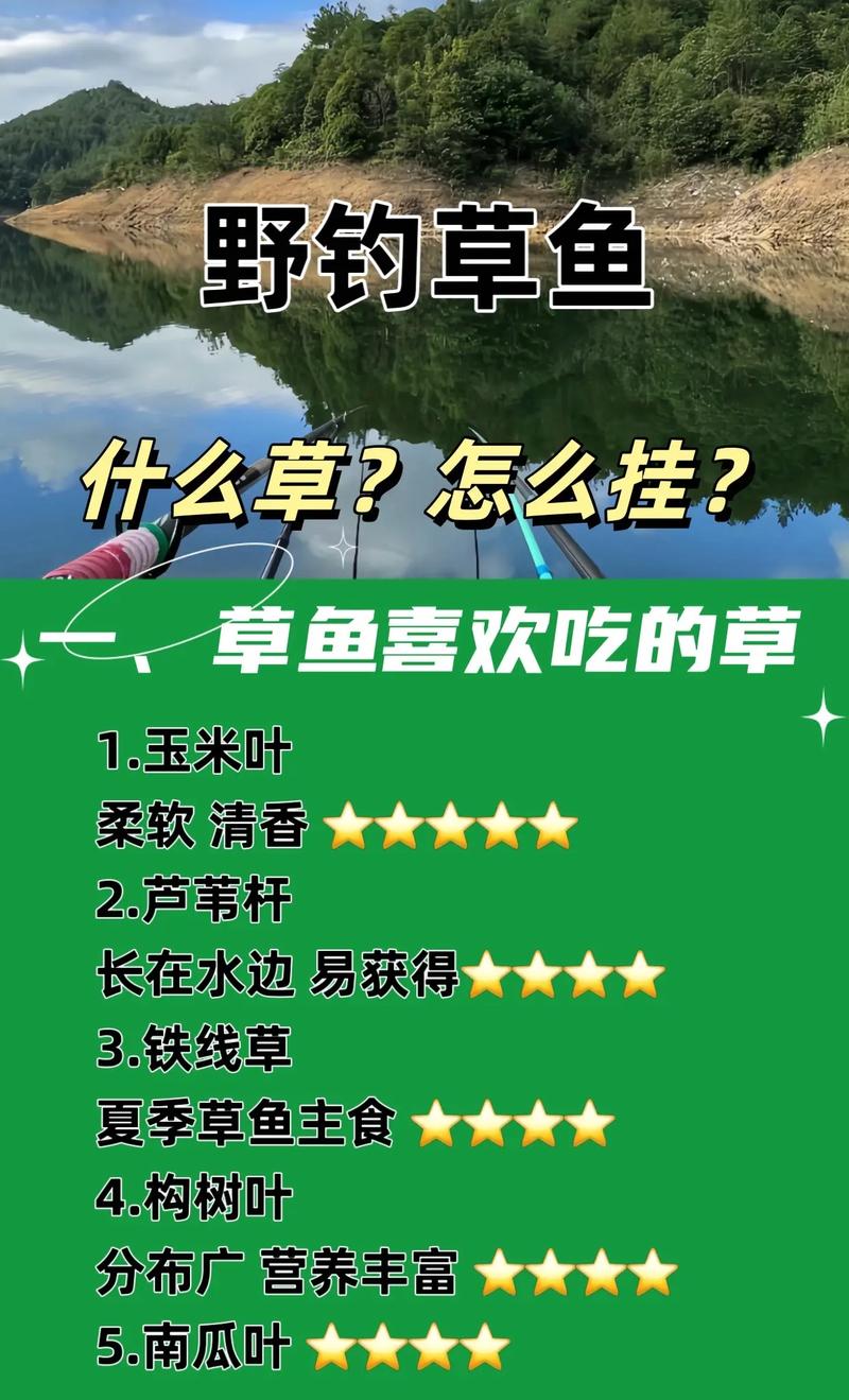 釣草魚的關鍵：掌握餌料搭配口訣及基礎搭配原則