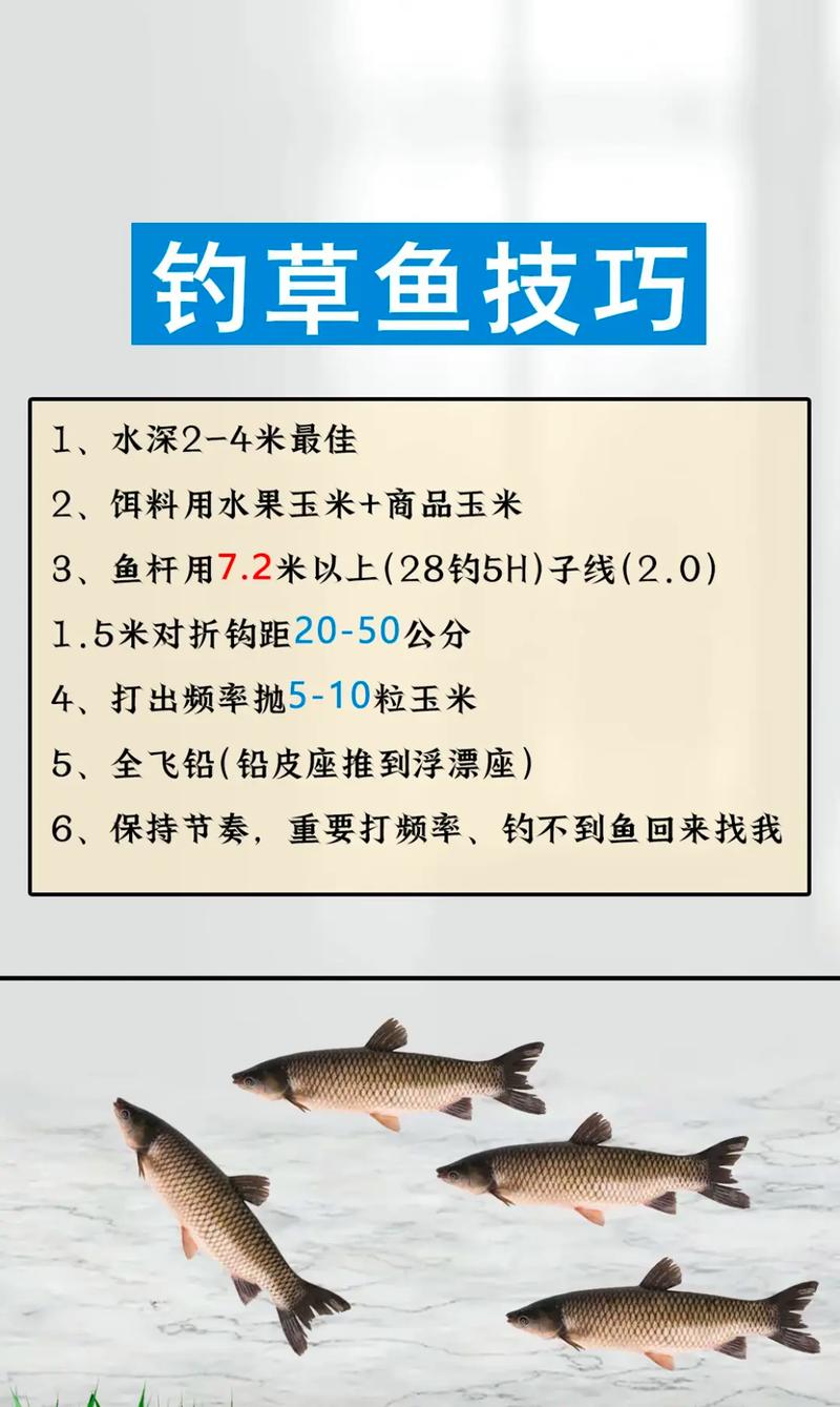 秋季釣草魚的關鍵：選對釣位，掌握不同時段垂釣技巧