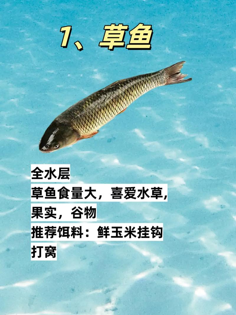 草魚餌料選擇建議_草魚餌料搭配的注意事項_草魚生活習性垂釣技巧
