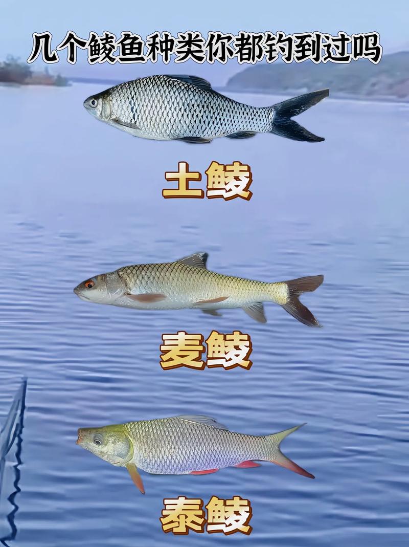 普及一下鯪魚的種類帶圖更清晰_上有老下有下微信說說帶圖_帽子的種類和名稱帶圖