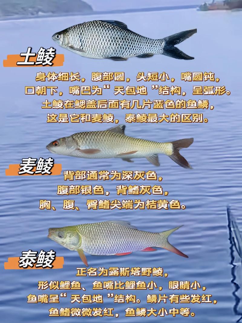 上有老下有下微信說說帶圖_帽子的種類和名稱帶圖_普及一下鯪魚的種類帶圖更清晰