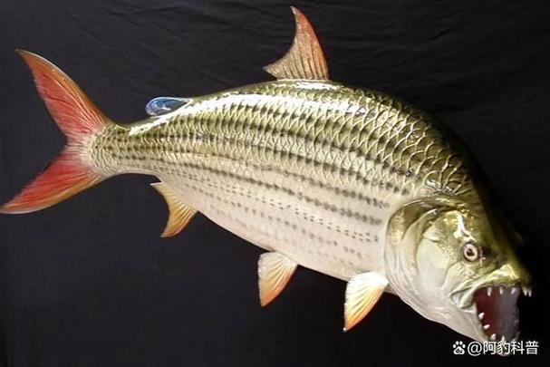 河中巨怪河虎魚_非洲捕獲45公斤重15米長巨型虎魚-河中巨怪_巨型水虎魚長什么樣子