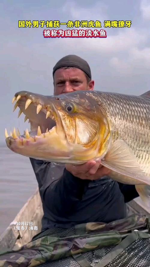 非洲捕獲45公斤重15米長巨型虎魚-河中巨怪_巨型水虎魚長什么樣子_河中巨怪河虎魚