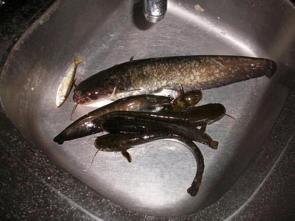 釣鯰魚雞肝好用還是泥鰍好用_釣鯰魚雞肝好還是雞腸子好_雞肝釣鯰魚的效果好