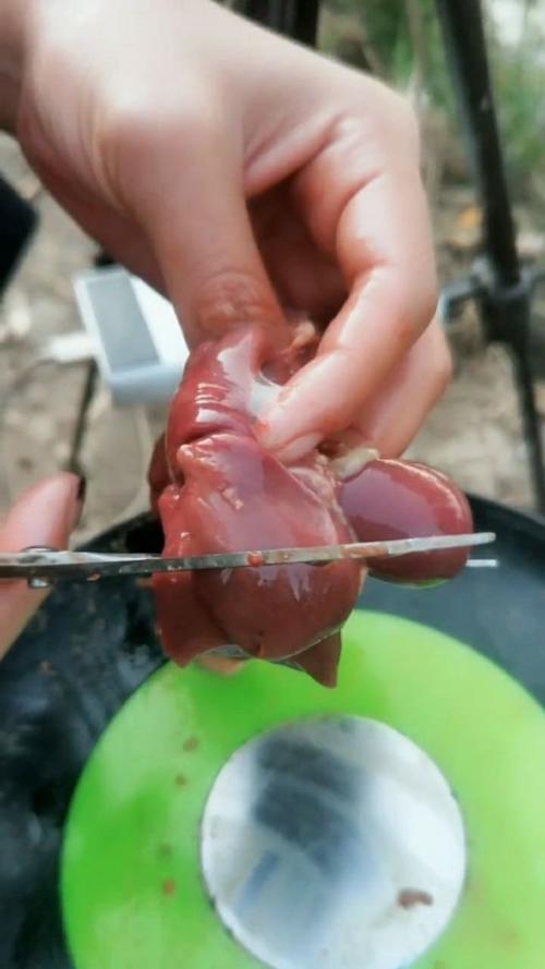 釣鯰魚雞肝好用還是泥鰍好用_釣鯰魚雞肝好還是雞腸子好_雞肝釣鯰魚的效果好