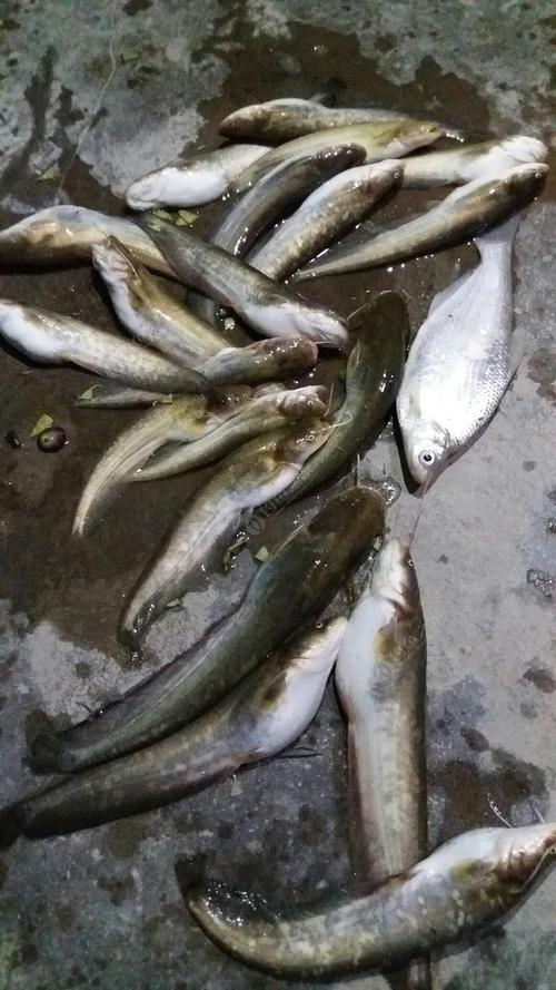 雞肝釣鯰魚的效果好_釣鯰魚雞肝好用還是泥鰍好用_釣鯰魚雞肝好還是雞腸子好