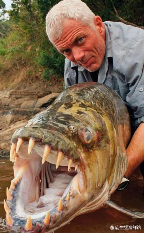 非洲剛果河巨型虎魚捕捉_杰里米·維德巨魚捕捉經歷_非洲捕獲45公斤重15米長巨型虎魚-河中巨怪