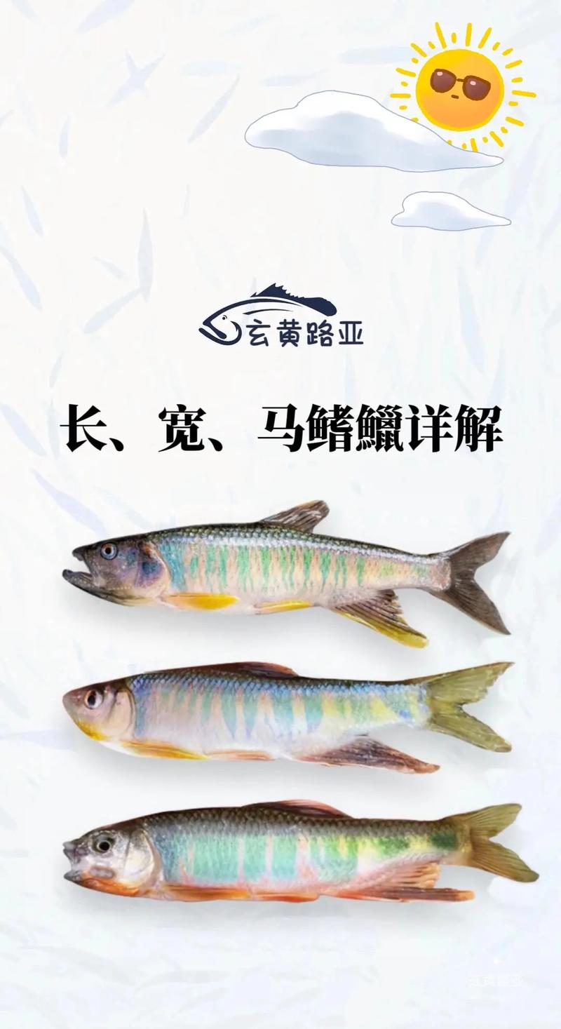 馬口的學名叫什么_這就是所謂的馬口吧_馬口什么意思