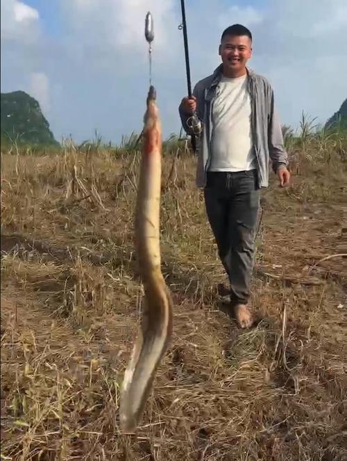 這么大的刀鰍魚不多見了_中華刺鰍價格走勢_刀鰍魚養殖技術
