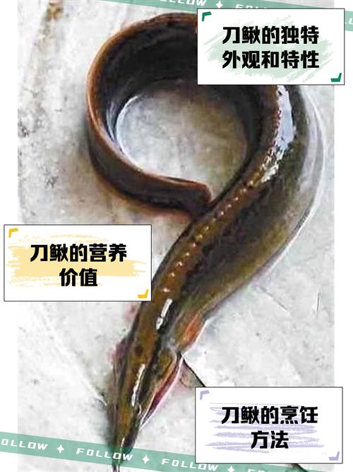 刀鰍魚養殖難度大_這么大的刀鰍魚不多見了_刀鰍魚價格80元一斤