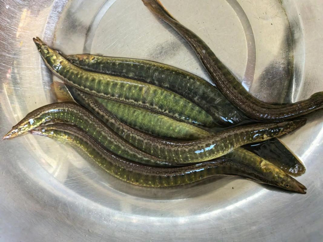 刀鰍魚價格80元一斤_刀鰍魚養殖難度大_這么大的刀鰍魚不多見了