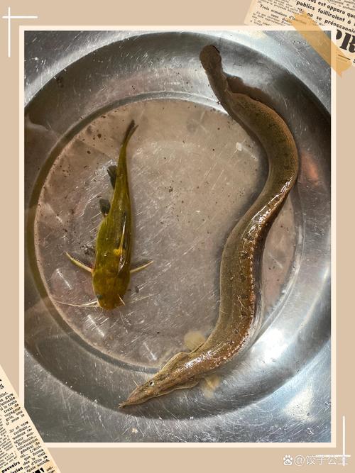 刀鰍魚價格80元一斤_刀鰍魚養殖難度大_這么大的刀鰍魚不多見了