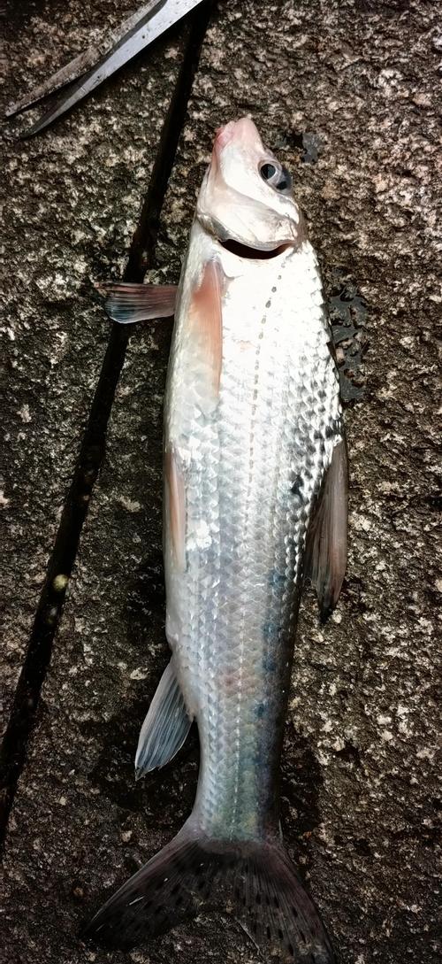 這么大的野生激浪魚你釣到過嗎？