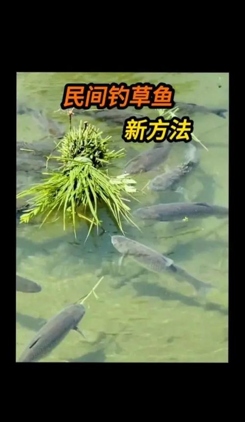 深秋草魚餌料選擇_深秋釣草魚技巧_深秋草魚釣魚技巧
