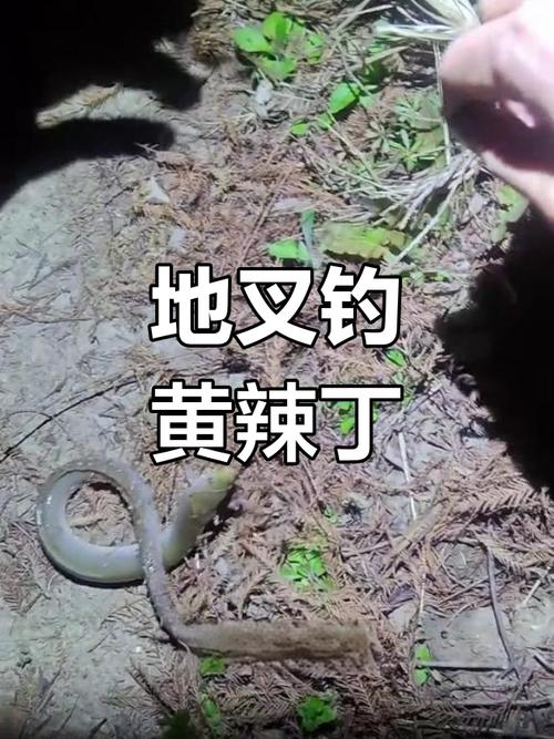 激浪魚怎么釣？