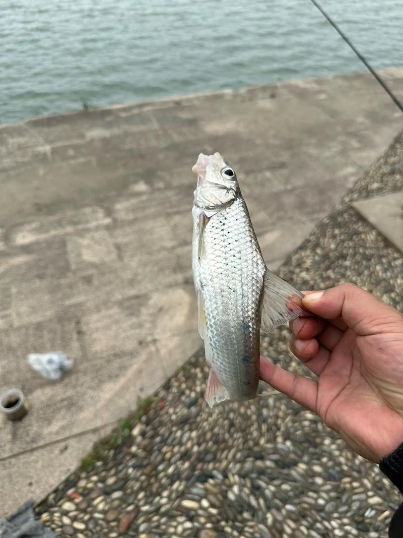 激浪魚怎么釣？_抗浪魚垂釣技巧_抗浪魚釣具選擇