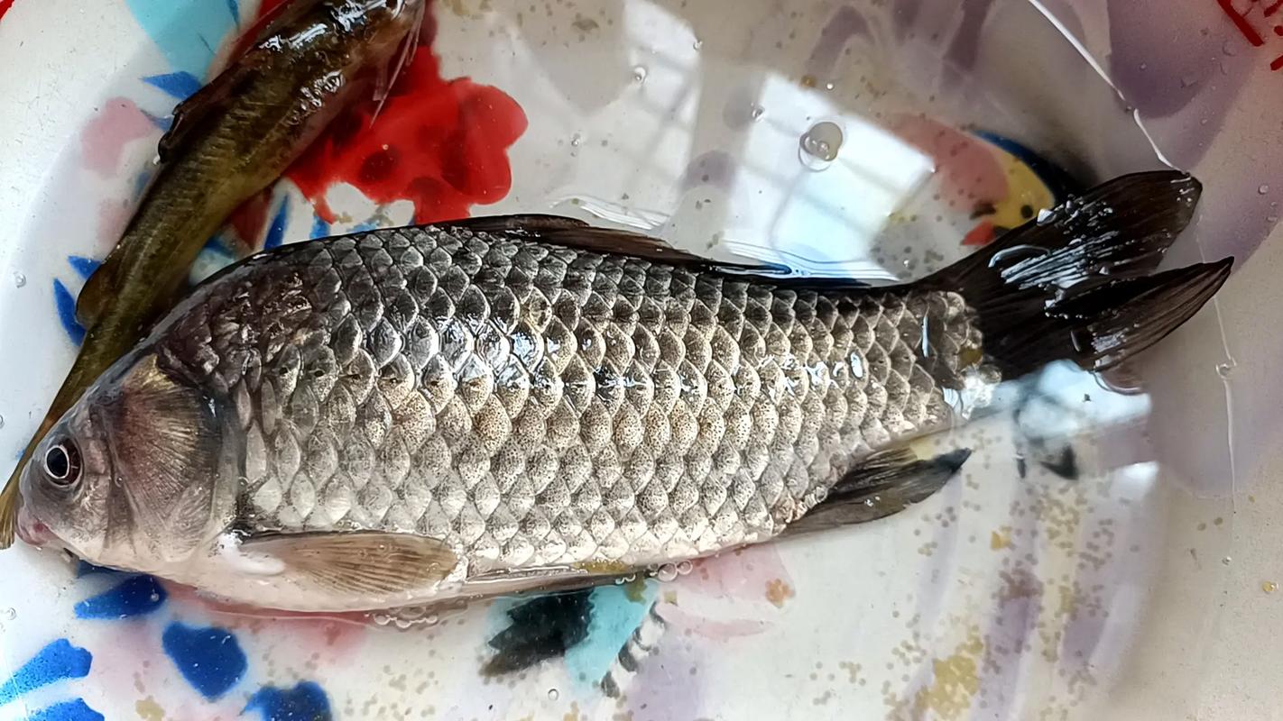 蟲子釣魚效果怎么樣_什么蟲釣鯉魚效果好_肥水小蟲子多主攻鯽魚鯉魚