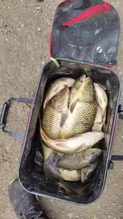 肥水小蟲子多主攻鯽魚鯉魚_蟲子釣魚效果怎么樣_什么蟲釣鯉魚效果好