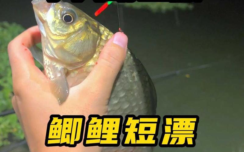 什么蟲釣鯉魚效果好_肥水小蟲子多主攻鯽魚鯉魚_蟲子釣魚效果怎么樣