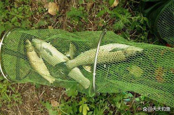 夏秋是釣草魚的黃金季，岸邊青草、蘆葦葉等草餌效果佳？