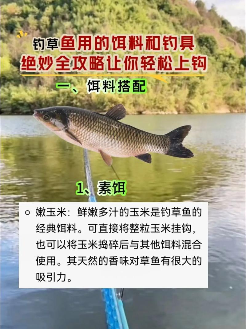 草魚黃金釣位技巧_野釣草魚餌料_春季野釣草魚絕招