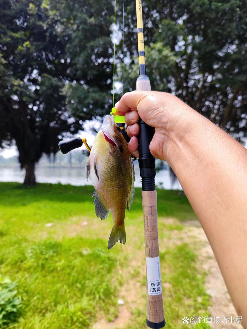 夏季草魚蚯蚓釣法_夏季蚯蚓釣草魚技巧_這條汪次比較滿意蚯蚓餌料釣草魚