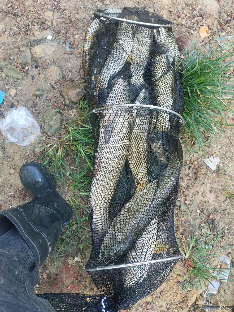 夏季草魚蚯蚓釣法_夏季蚯蚓釣草魚技巧_這條汪次比較滿意蚯蚓餌料釣草魚