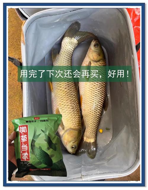 夏季蚯蚓釣草魚技巧_夏季草魚蚯蚓釣法_這條汪次比較滿意蚯蚓餌料釣草魚