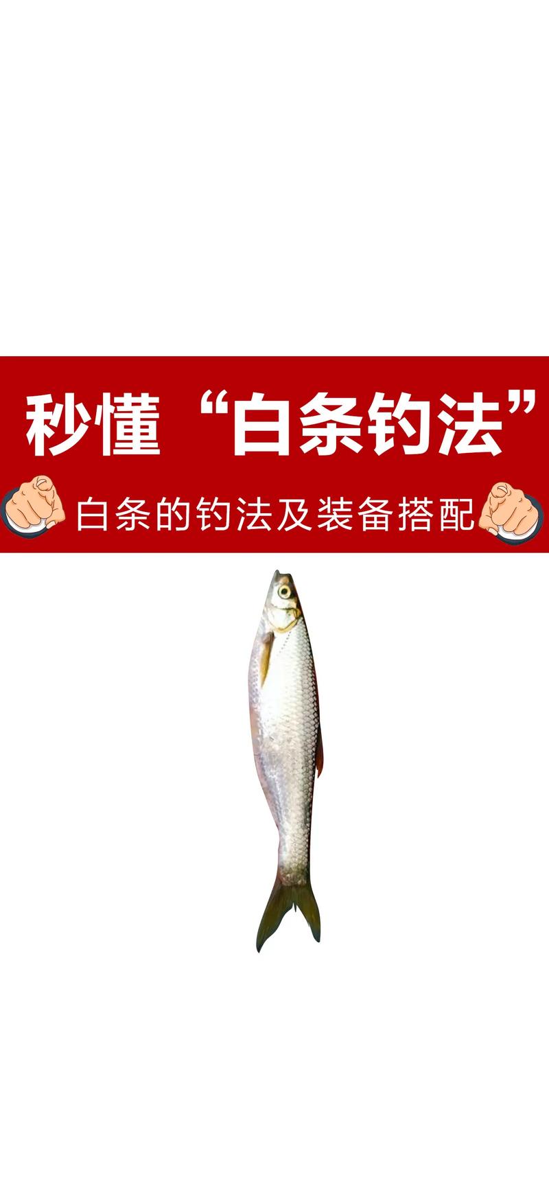 白條釣法心得_這是銀鯝和白條有一點不同如何作釣?_白條釣魚技巧