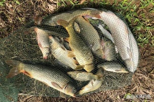 釣魚 野釣_深圳垂釣地點_深圳釣魚裝備推薦