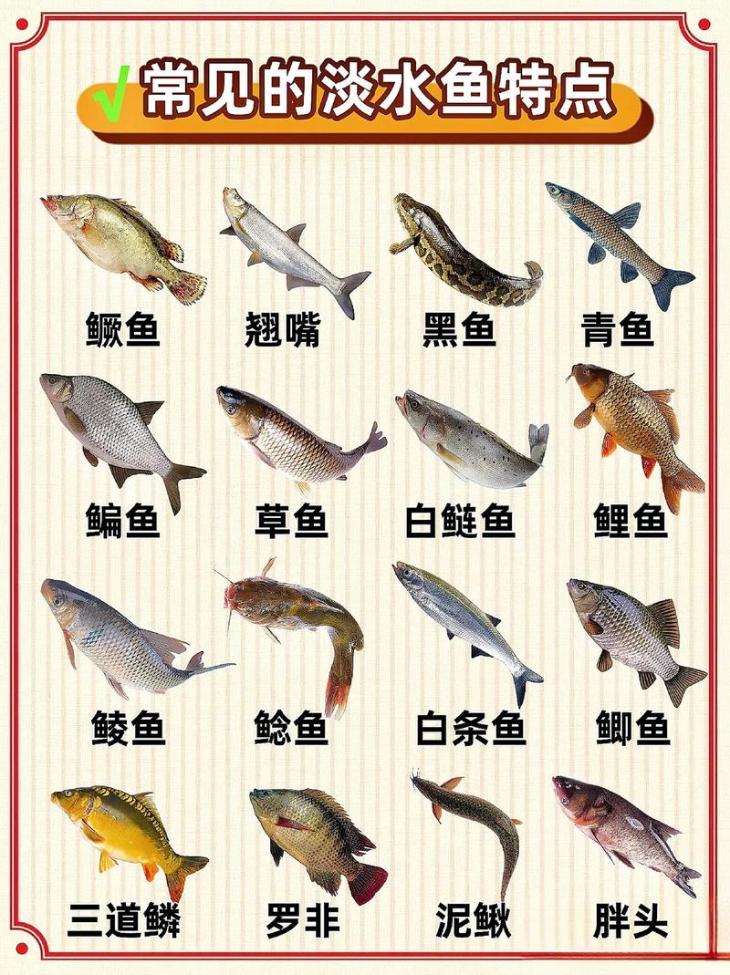 釣魚準備技巧_分析常見魚種的生活習性必看_魚生活習性分析