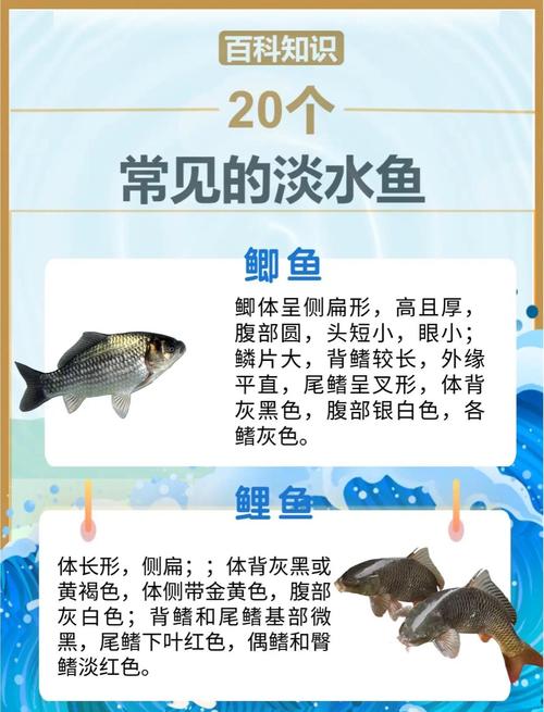 分析常見魚種的生活習性必看_釣魚準備技巧_魚生活習性分析