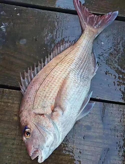 極限釣魚第四季3：英屬巴布亞新幾內亞紅寶石鯛_極限釣魚第四季3：英屬巴布亞新幾內亞紅寶石鯛_極限釣魚第四季3：英屬巴布亞新幾內亞紅寶石鯛