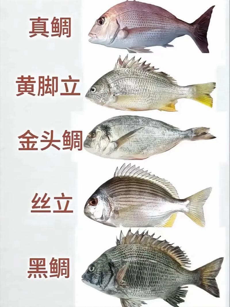 海釣對象魚類_海竿釣魚怎么判斷有魚_海釣與淡水釣區別