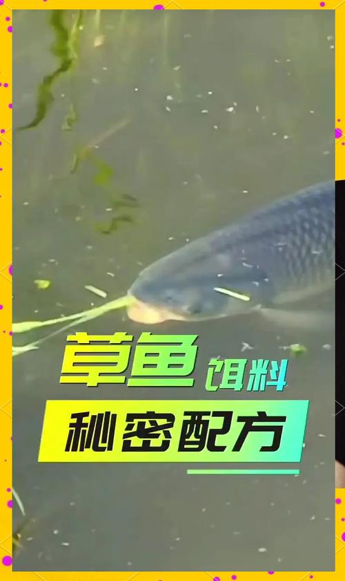 春季草魚餌料配方_草魚餌料味型搭配大全_草魚餌料配置技巧